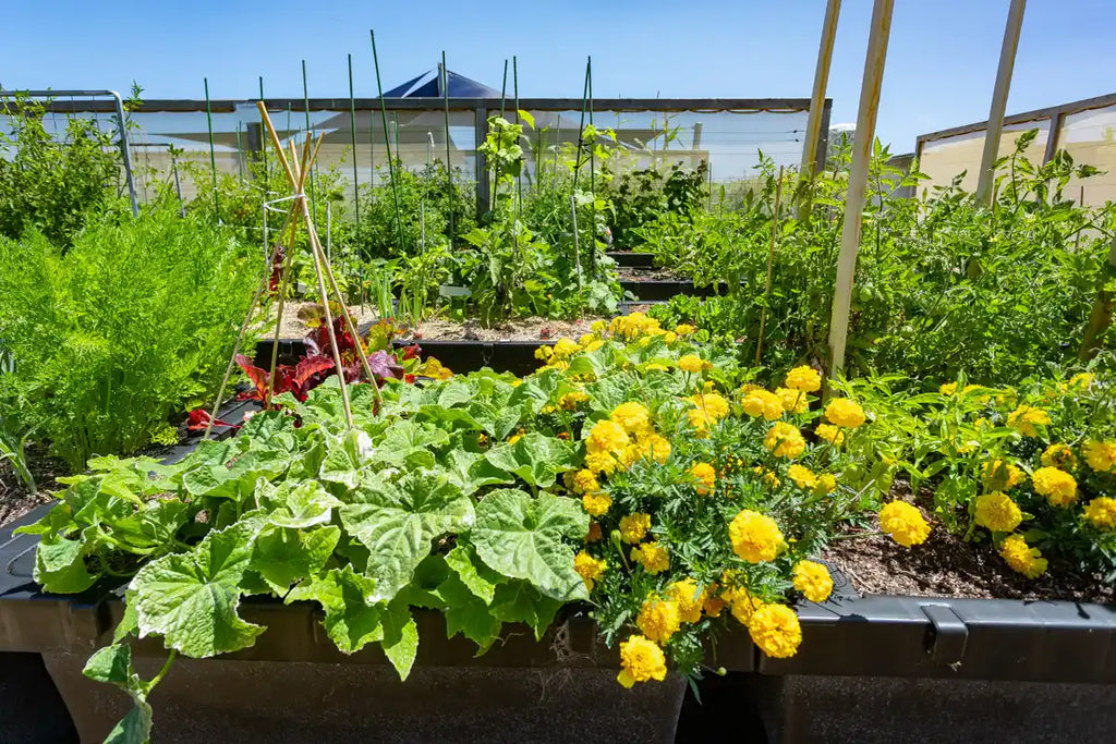 Vegetable Gardening | Grow Your Own Food With Foodcube