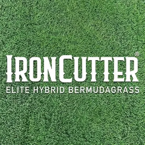 IronCutter Elite Hybrid Bermudagrass - Fine Leaf Turf | AusLS ...