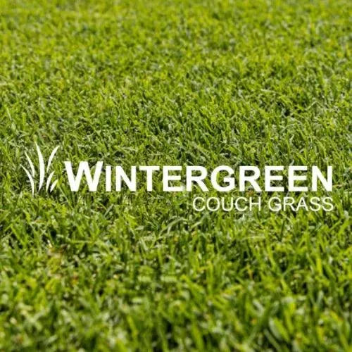 Wintergreen Couch Grass Slab Size 0.75m2 | Budget Turf - Australian Landscape Supplies